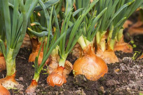 Timeline based on harvesting in mid-August. 2-4 days outside in the field (if dry and hot outside). Or 2-4 days in the greenhouse (if rainy or cool outside). 1 week in the basement on a wire shelving rack that lets the onions breath. After 1 week, trim off the stalks, which will have browned and shrivelled up.